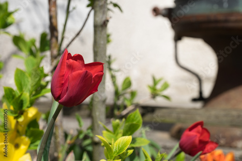 Blühende Rote Tulpe von tulpenblätter ugeben Freigestellt