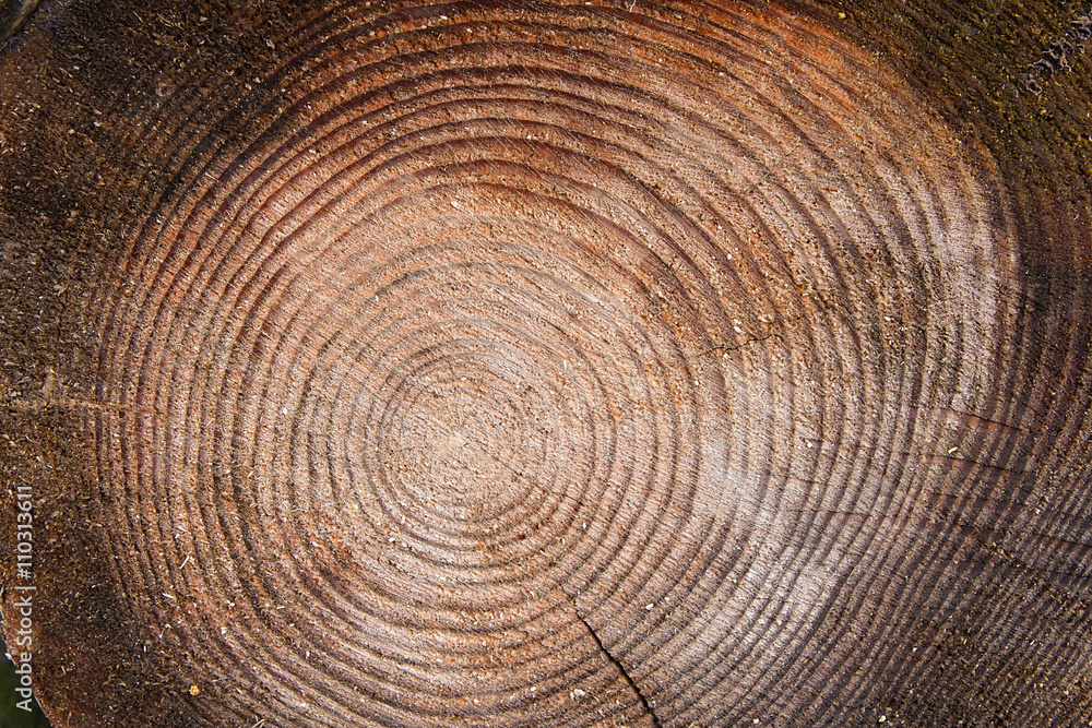 Naklejka premium Wood texture of cutted tree trunk.