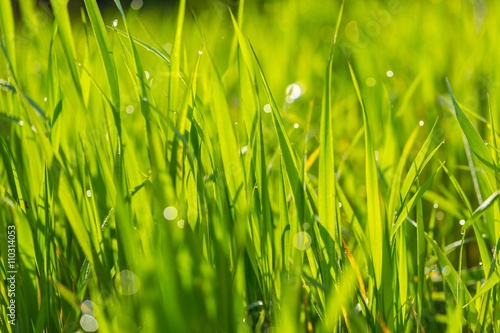Wet morning grass background