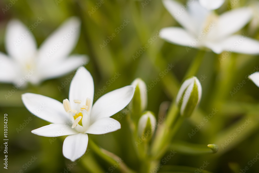 small flower small flower