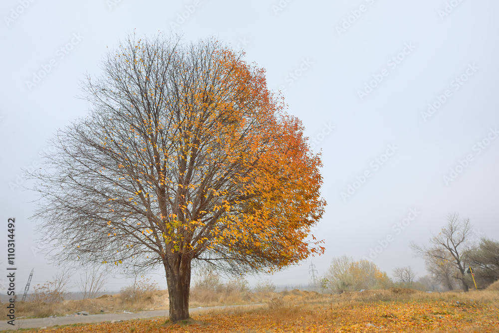 Alone birch tree Alone birch tree
