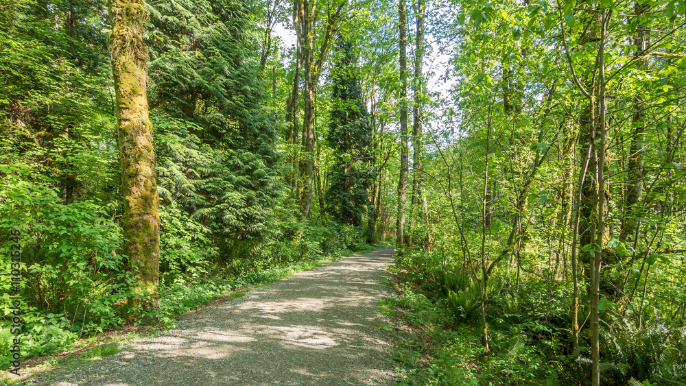 Naklejka premium Alley in the green forest. COAL CREEK PARK, KING COUNTY, WASHINGTON STATE