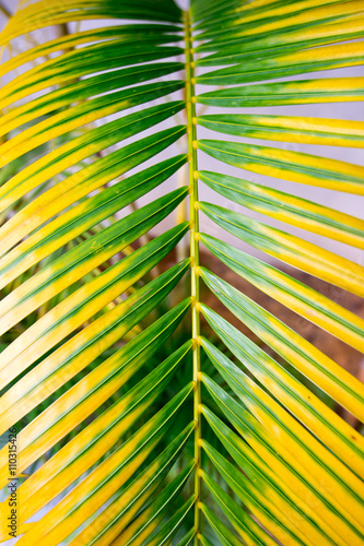 Close up of Green palm tree leaves