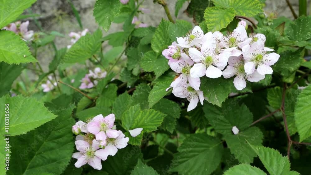 Rubus ulmifolius - Mora - plant flowered blackberry Rubus ulmifolius - Mora - plant flowered blackberry