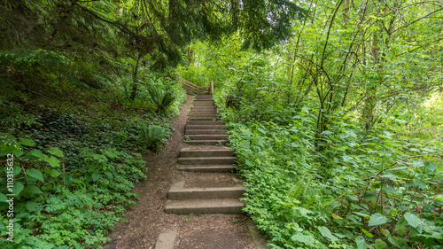 Steps in the beautiful forest. COAL CREEK PARK, KING COUNTY, WASHINGTON STATE