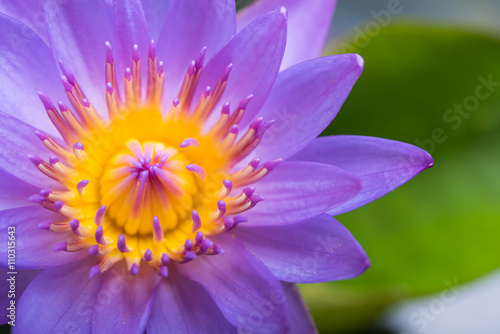 image of water lily or a lotus flower