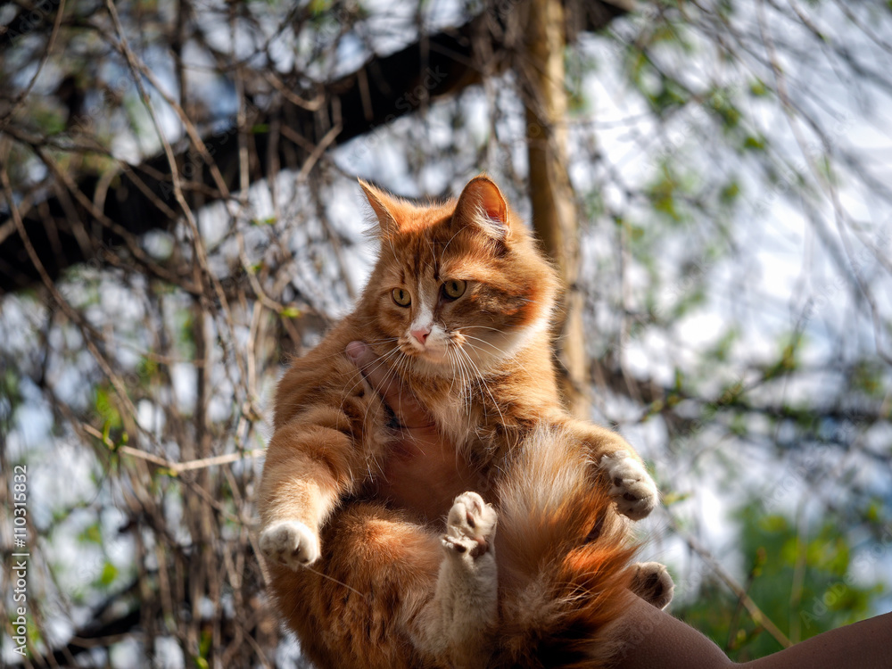 Huge, frightened ginger cat. Cat high on the human hand. Background of sky and tree branches. Kota removed from the tree Huge, frightened ginger cat. Cat high on the human hand. Background of sky and tree branches. Kota removed from the tree