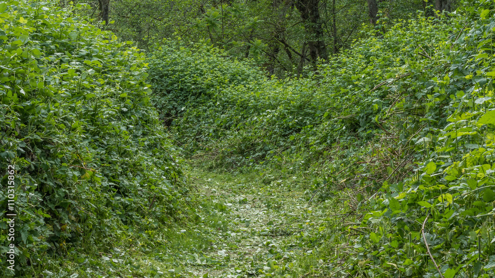 Obraz premium Beautiful green alley of the bushes in the forest. COAL CREEK PARK, KING COUNTY, WASHINGTON STATE