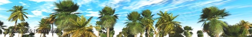 palm grove, panorama, 3D rendering. Palm trees against the blue sky with clouds. 