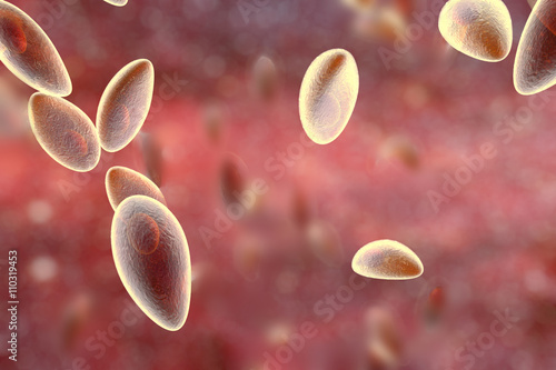 Toxoplasma gondii parasites, illustration photo