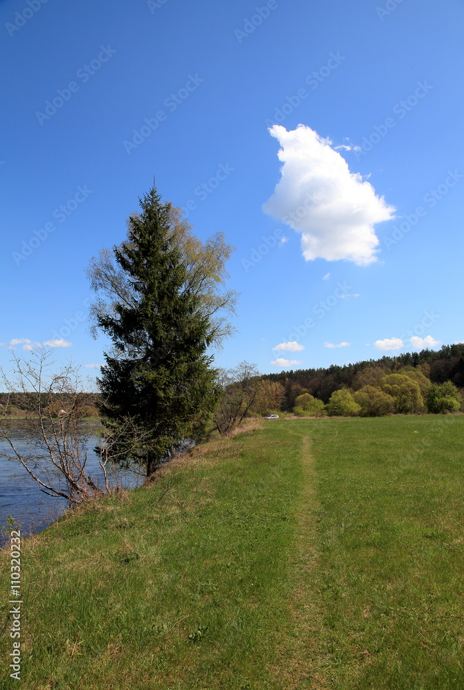 Fototapeta premium Fir near the river