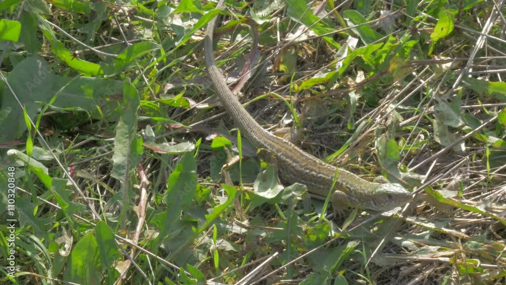 Sand lizard Lacerta agilis resting in the grass 4K 2160p UHD footage - Lacerta agilis sand lizard outdoor rest in nature 4K 3840X2160 UHD video Sand lizard Lacerta agilis resting in the grass 4K 2160p UHD footage - Lacerta agilis sand lizard outdoor rest in nature 4K 3840X2160 UHD video