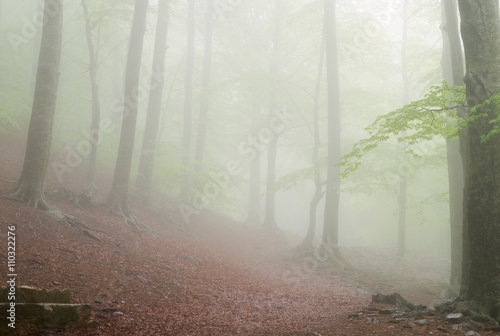 Details of a forest in spring