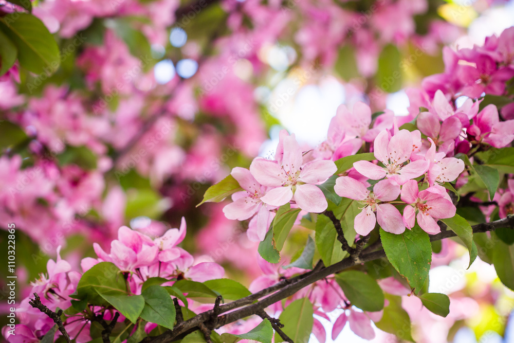Fototapeta premium Cherry bloosom pink tree.