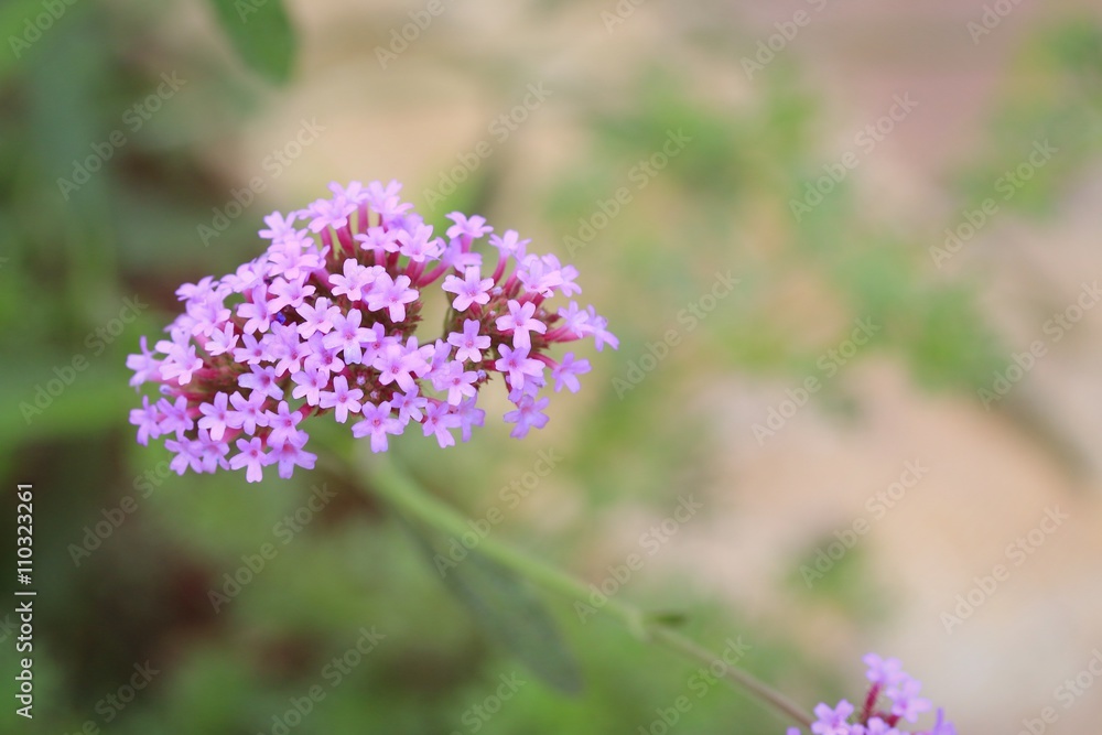 Fototapeta premium Purple flowers in nature