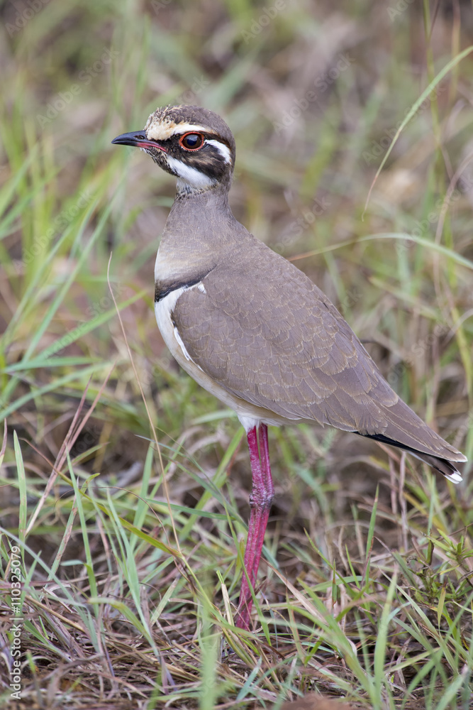 Cute bronze-winged courser standing in green grass Cute bronze-winged courser standing in green grass