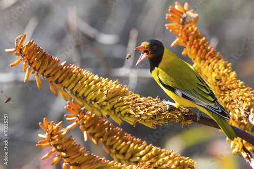 Εκτύπωση καμβά Black-headed oriole sitting on yellow aloe to catch bees.