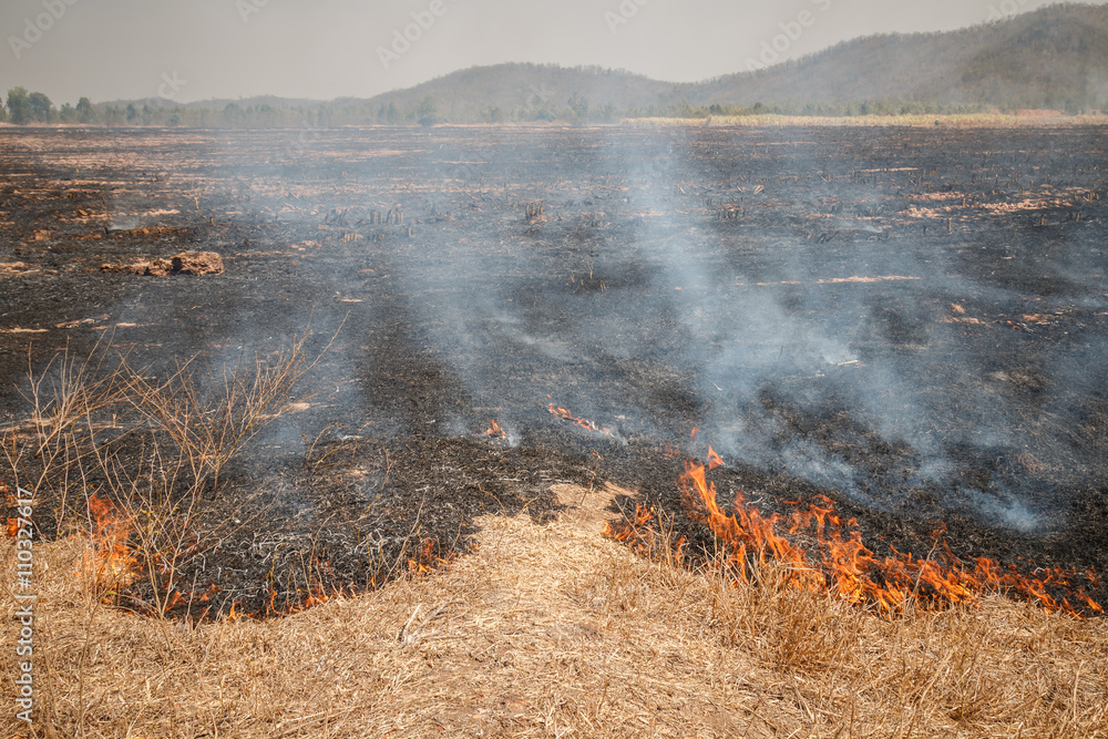 Fire burning dry grass field in Thailand