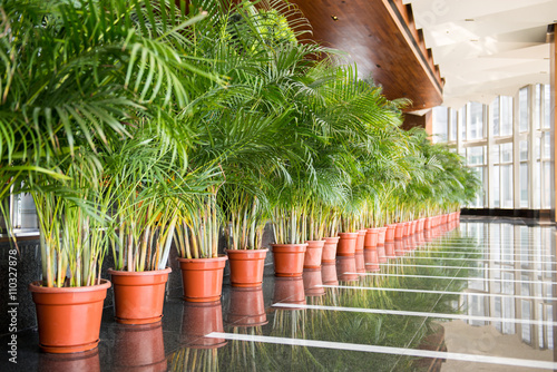 Long row of green tall plants in red pots inside a building lobby photo