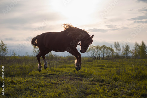 Fototapeta Naklejka Na Ścianę i Meble -  horse dances in Sunset Sun