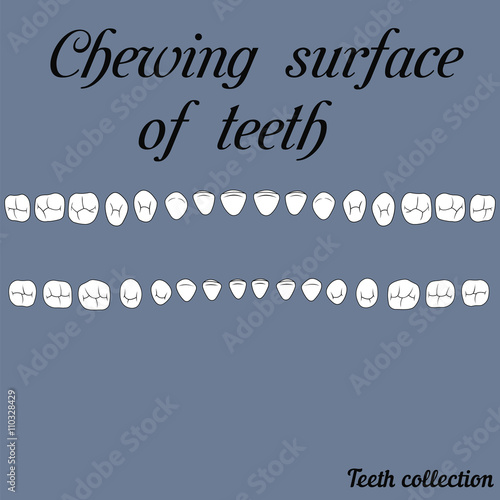Chewing surface of teeth