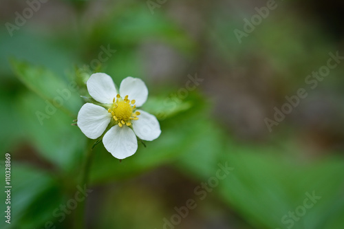 strawberry flower