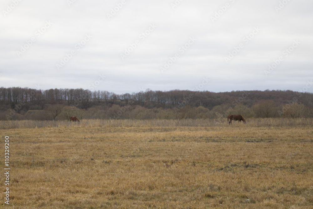 horse in field. horse grazes. horse in the field. dry field. horse outdoors.