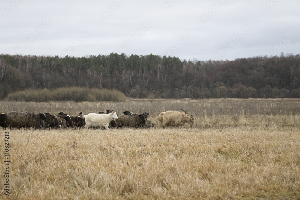 goats on the walk.goats graze.family goat.sheep graze in the field.