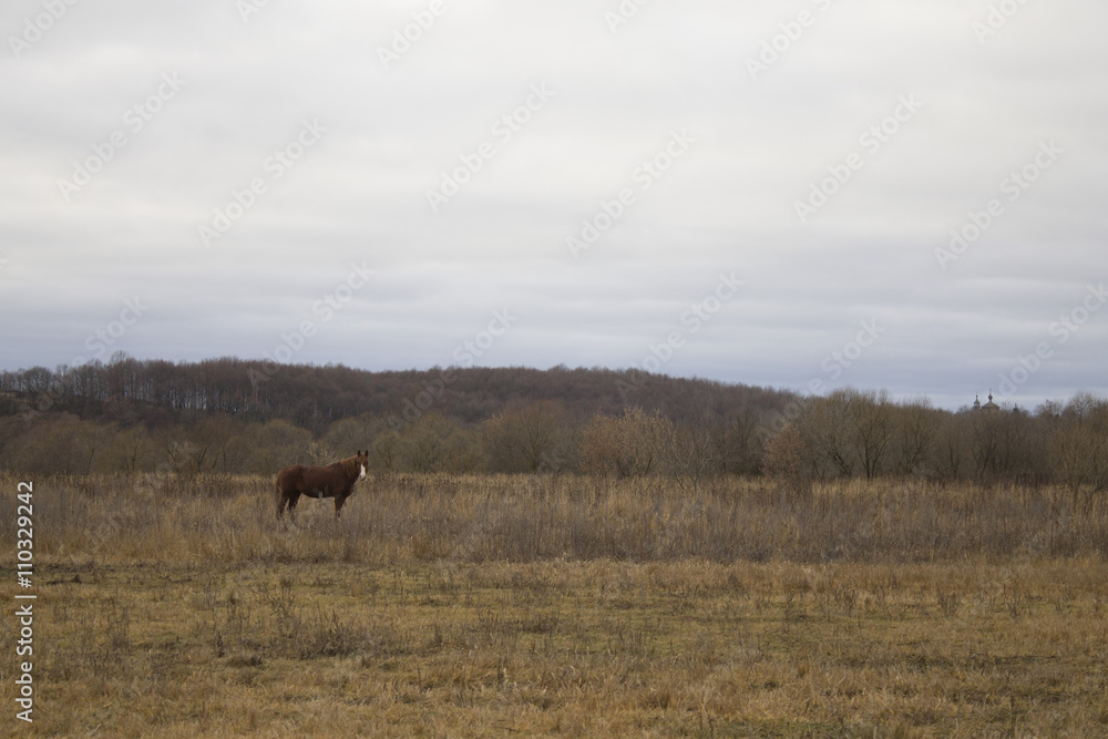 Naklejka premium horse in field. horse grazes. horse in the field. dry field. horse outdoors.