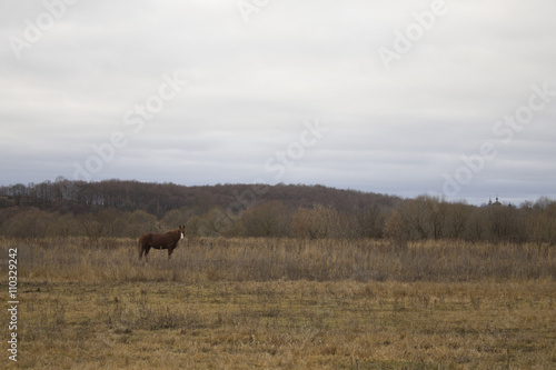 horse in field. horse grazes. horse in the field. dry field. horse outdoors.