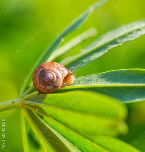 Snail in close up