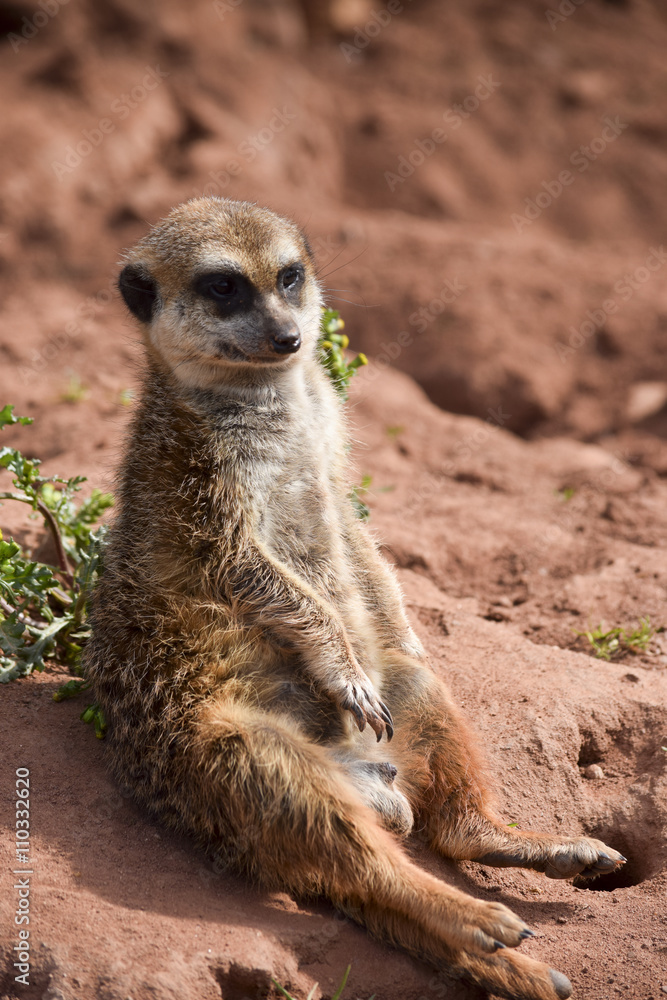 Fototapeta premium relaxed Meerkat - entspanntes Erdmännchen