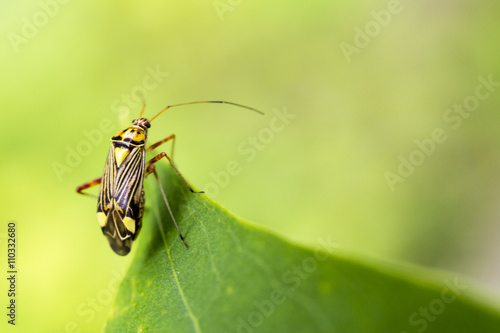 Bug close up