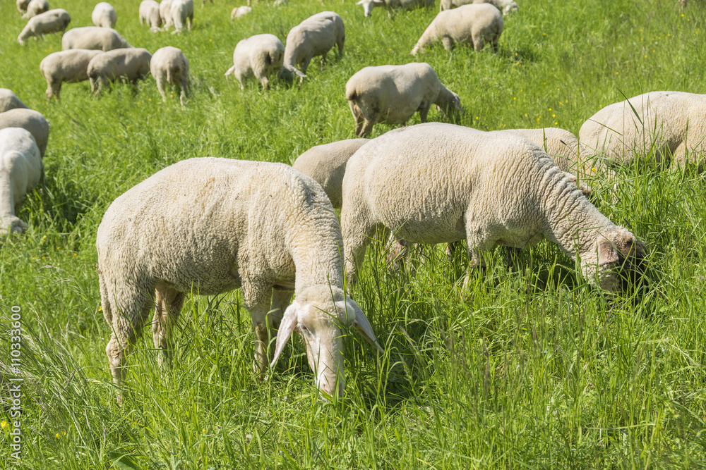 Fototapeta premium sheep at spring time