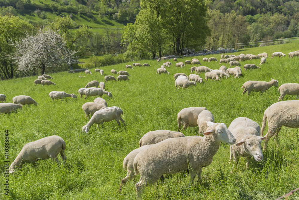 Obraz premium sheep at spring time