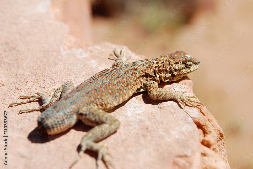 Lizard with no tail Lizard with no tail