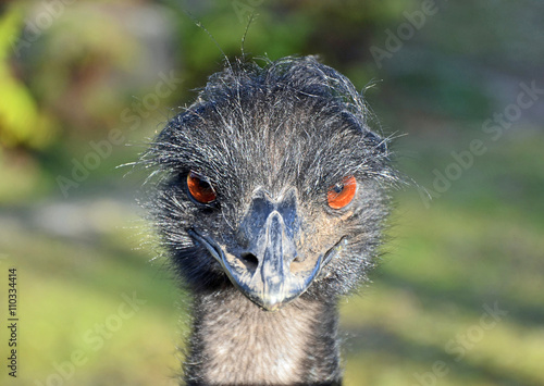 Curious angry bird, the Australian Emu photo