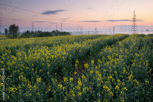 Field covered with rape and power lines. Early morning, May 2016. Masuria, Poland..