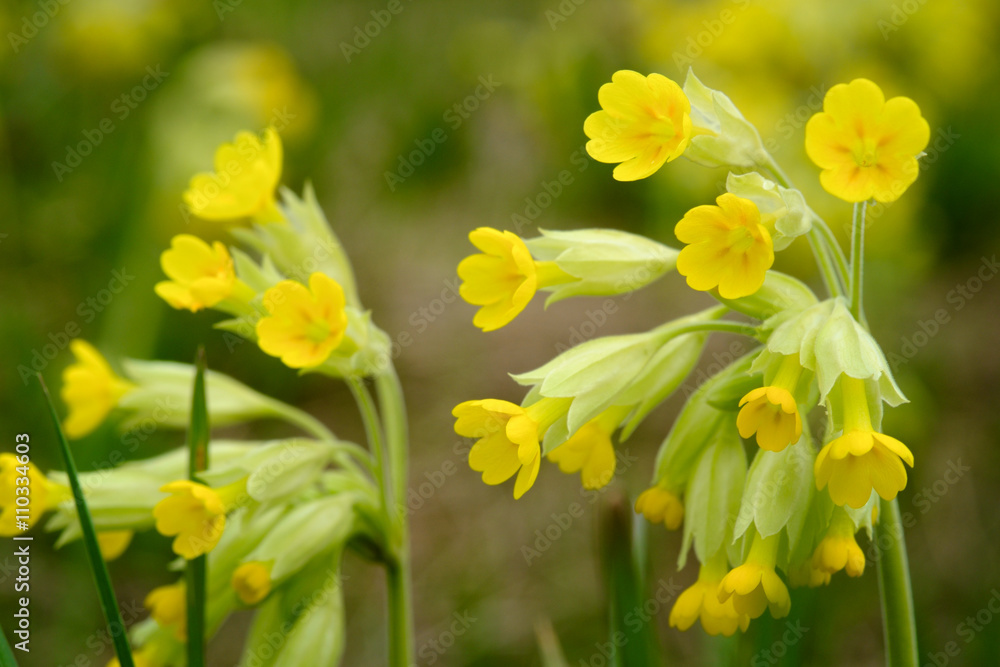 Field of yellow Cowslip flowers or Primula veris. Shallow depth of field. Field of yellow Cowslip flowers or Primula veris. Shallow depth of field.