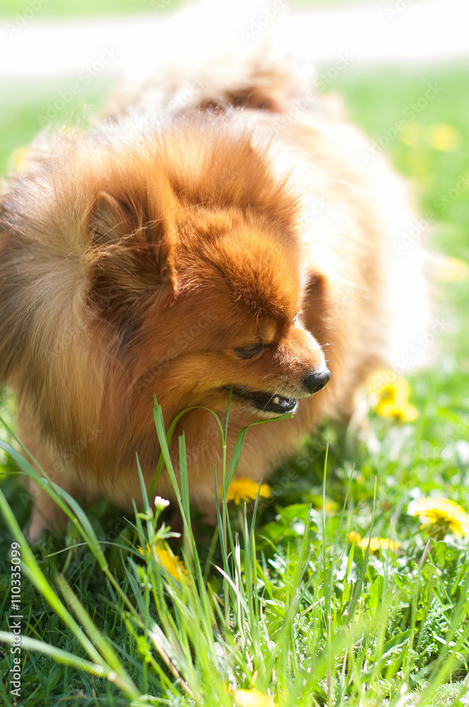 nice red Pomeranian Spitz dog is eating green grass nice red Pomeranian Spitz dog is eating green grass