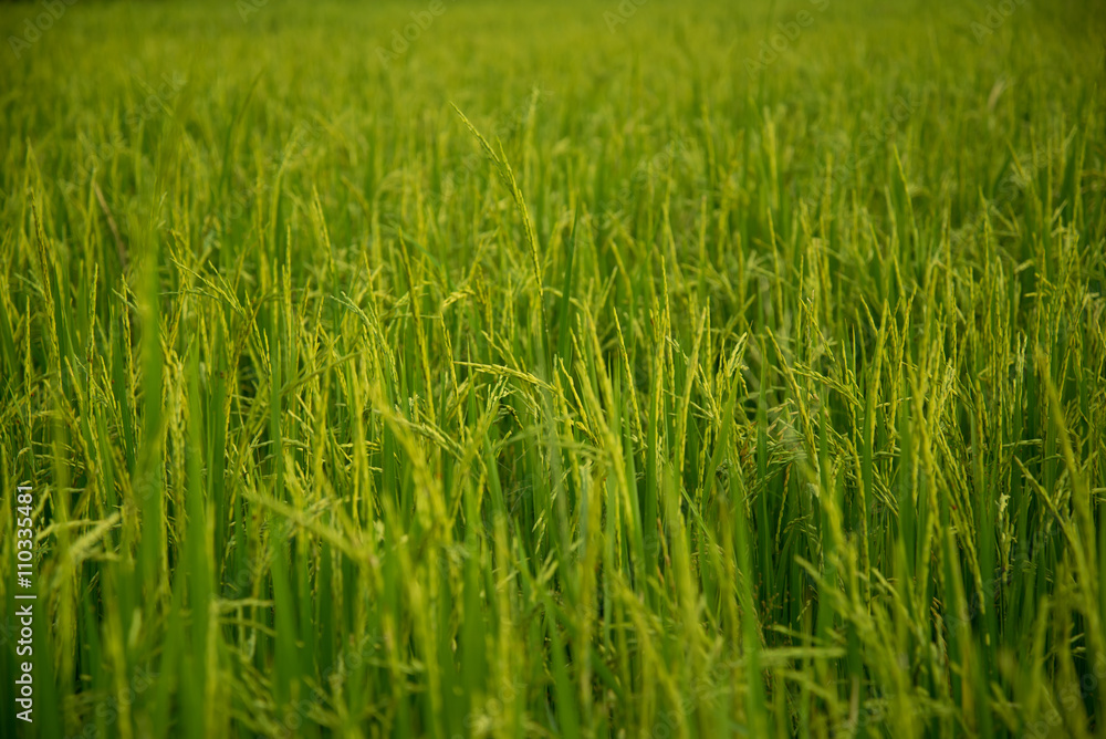Green farm rice farmers prepare harvest. Green farm rice farmers prepare harvest.