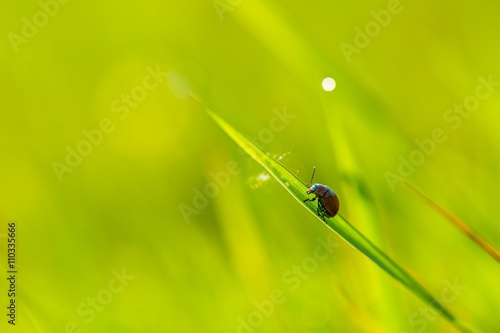 Beetle sitting on plant in morning light