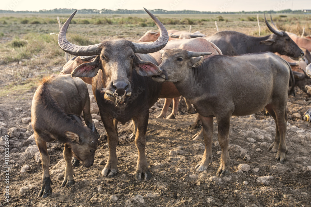 Fototapeta premium Thai Buffalo over the field