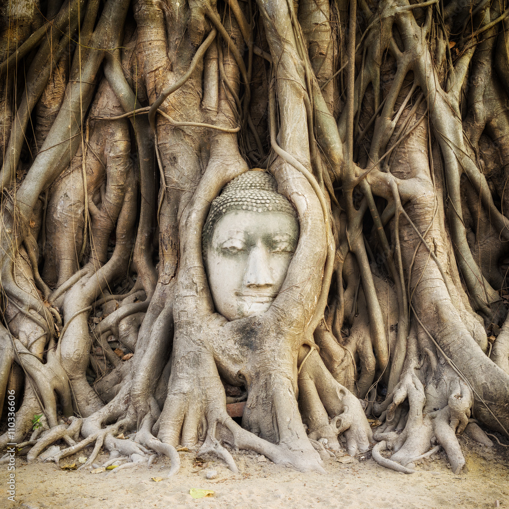 Buddha head in the tree roots at Wat Mahathat temple ruins in Ayutthaya, Thailand. Buddha head in the tree roots at Wat Mahathat temple ruins in Ayutthaya, Thailand.