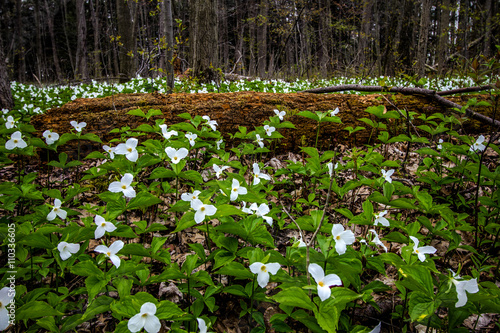 Moss Covered Log And Wild White Trillium. Fallen log surrounded by wild white trillium. Trillium are the official wildflower of Ontario and Ohio. 