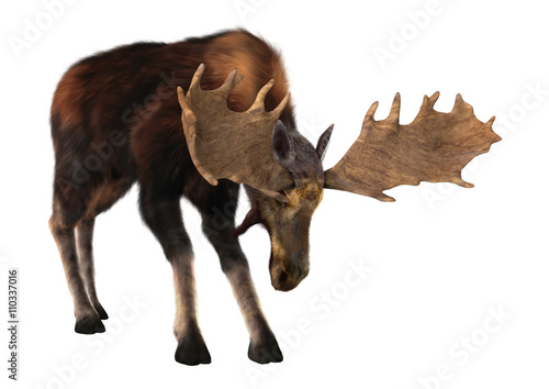 3D Rendering Male Moose on White