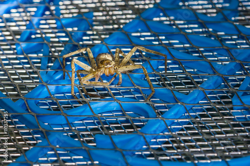 Brown huntsman spider on electric mosquito bat photo