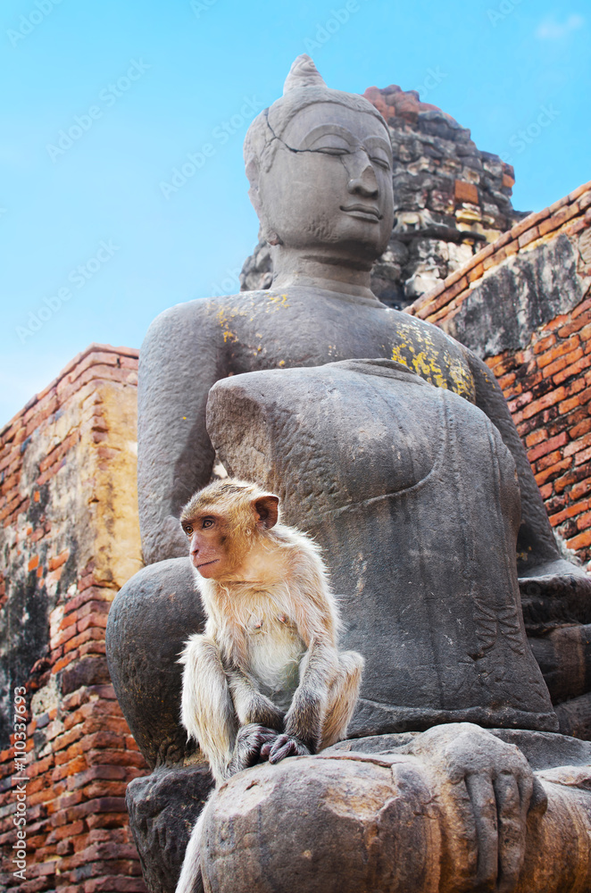 Lopburi, Thailand : Monkey while sitting on a Buddha statue in the ruins of historic Khmer Wat Phra Prang Sam Yot