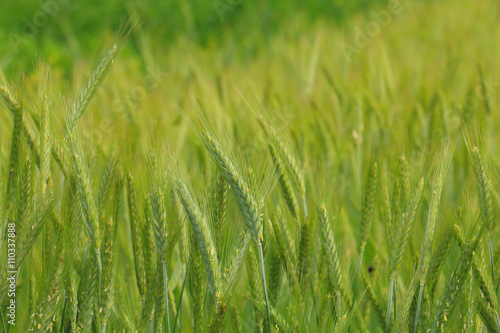 wheat ,closeup