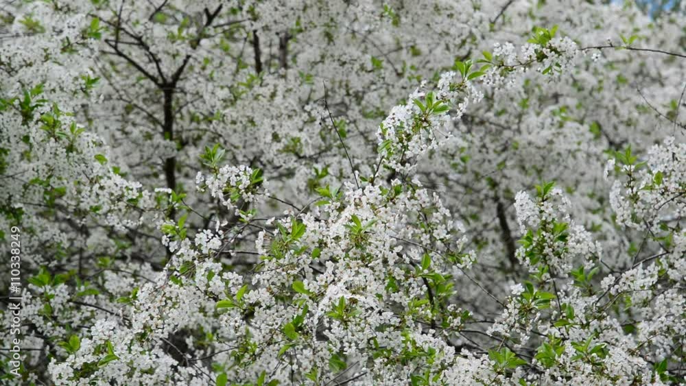Cherry Orchard abundantly blooming in spring Cherry Orchard abundantly blooming in spring
